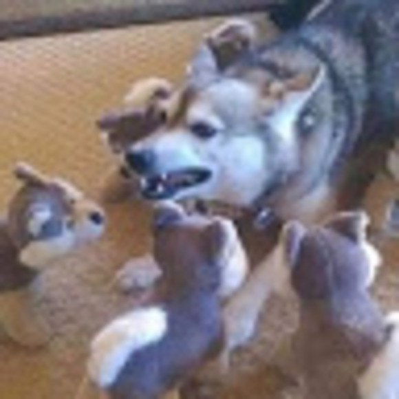 Meet your Posher, Willow - Picture 1 of 1